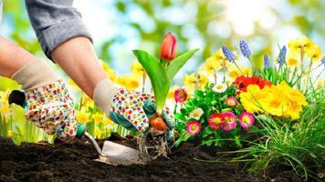 apprendre le jardinage et améliorer le jardin Affiche