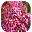 20 Plantas Medicinales APK