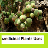 Medicinal plants in India