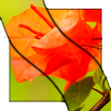 Plants Video LWP APK