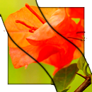 Plants Video LWP APK