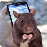 Mouse on Screen Scary Joke