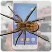 Spider in my phone