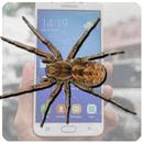 APK Spider in my phone