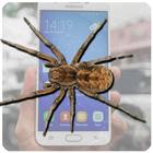Spider in my phone icono