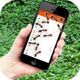 ”Ants on screen funny joke