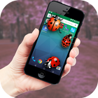 Ladybug in Phone Funny joke آئیکن