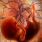 Pregnancy Stages icon