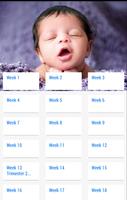 Pregnancy Stages poster