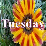 Tuesday
