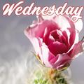 Wednesday