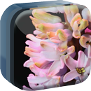 Spring Flowers Live Wallaper APK