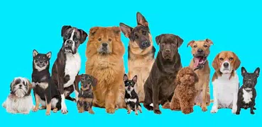 Тест: какая порода собаки тебе подходит