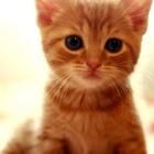 Breeds of cats. Photo game for children guess name icône
