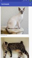 Breeds of cats. Photo game for children guess name Affiche