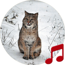 Bobcat terdengar ~ Sboard.pro APK