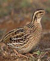 Rain quail bird Sounds poster