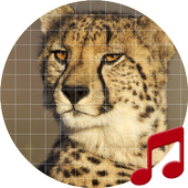 Cheetah (animal) sounds ~ Sboard.pro icon
