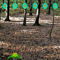 Frog Songs