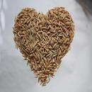 Propiedades del Arroz-APK