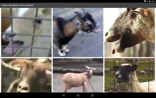 Cabras que gritam como pessoas ภาพหน้าจอ 2