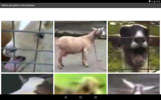 Cabras que gritam como pessoas capture d'écran 3
