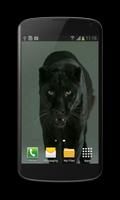Puma Cat Video Wallpaper स्क्रीनशॉट 1