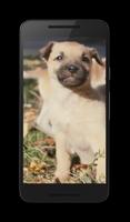 Puppies Video Wallpaper Affiche