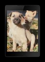 Puppies Video Wallpaper capture d'écran 2