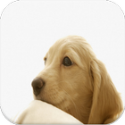Puppy Video Wallpapers 圖標