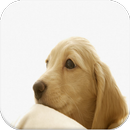Puppy Video Wallpapers APK