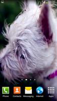 Puppy Video Wallpapers 海報