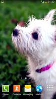 Puppy Video Wallpapers 截圖 1