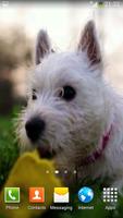Puppy Video Wallpapers 截圖 2