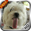 Puppy licking screen LWP Free APK