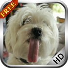 Puppy licking screen LWP Free icône
