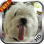 Puppy licking screen LWP Free