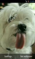 Puppy licking screen LWP Free Affiche