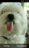 Puppy licking screen LWP Free capture d'écran 1