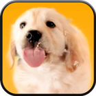 Puppy Licks Screen Video LWP biểu tượng