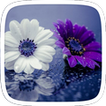 Purple Flowers Theme
