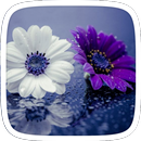 Purple Flowers Theme APK