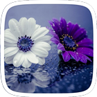 Purple Flowers Theme icon