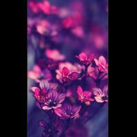 Purple Wallpaper پوسٹر