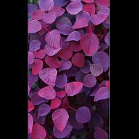 Purple Wallpaper اسکرین شاٹ 3