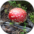 Natural Mushroom Wallpapers