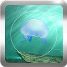 Random Jellyfish Wallpapers biểu tượng