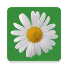 Plante Medicinale آئیکن