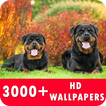 Rottweiler Live Wallpapers HD