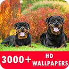 Rottweiler Live Wallpapers HD icône
